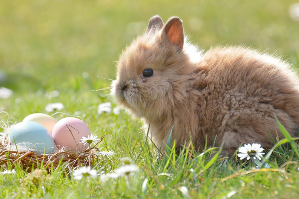 Best Toys to Keep Your Rabbits Entertained